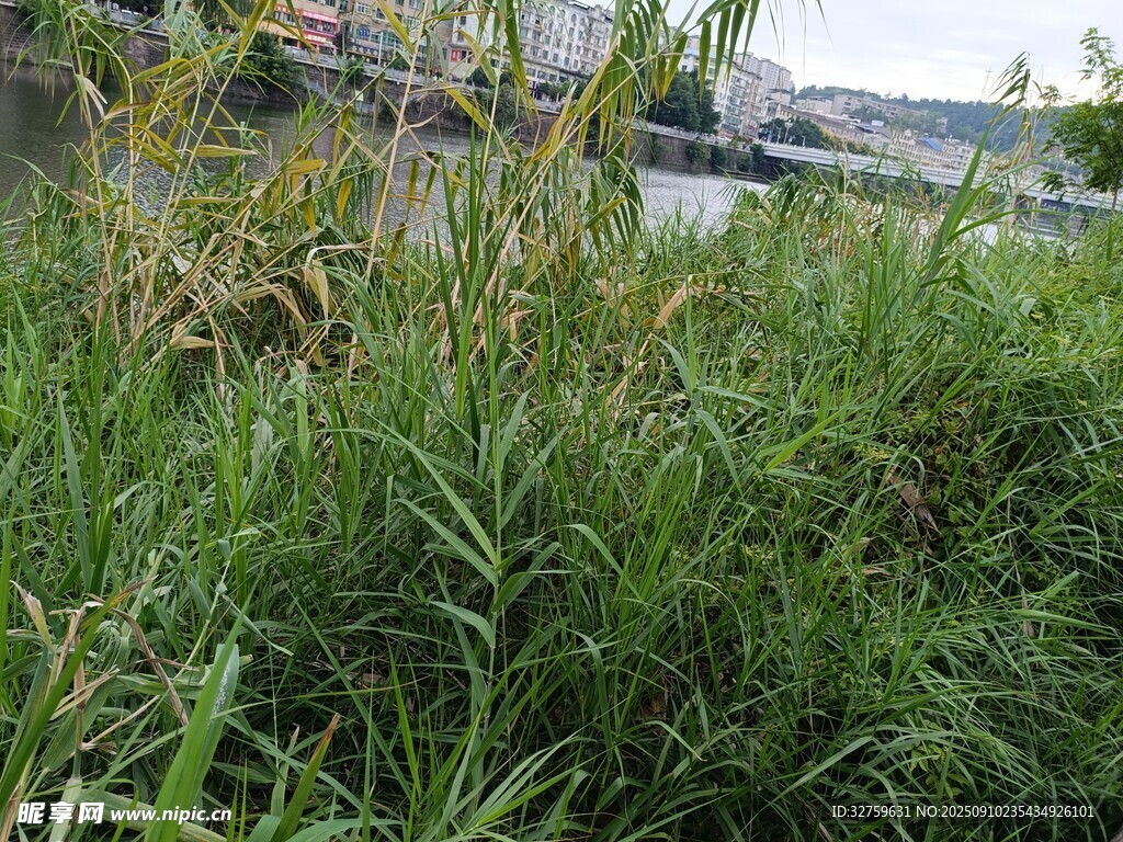 河邊繁茂的綠色植物