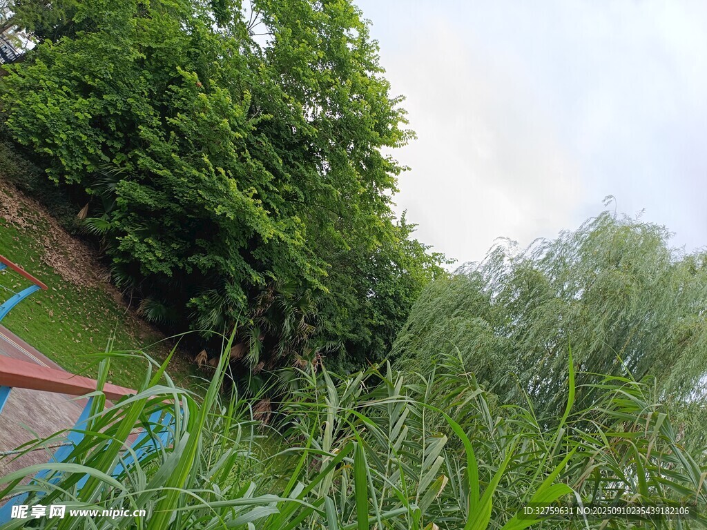 野外繁茂綠植與帳篷