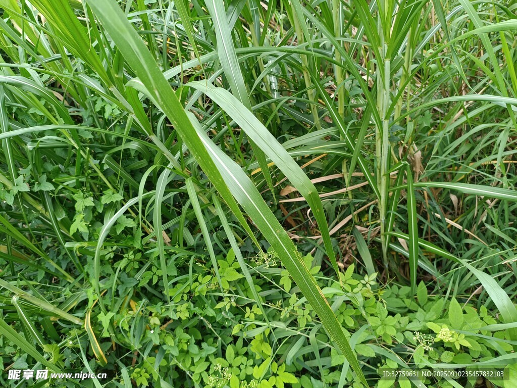 茂盛的田間綠植景觀