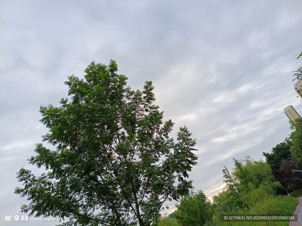戶外綠樹與天空景致