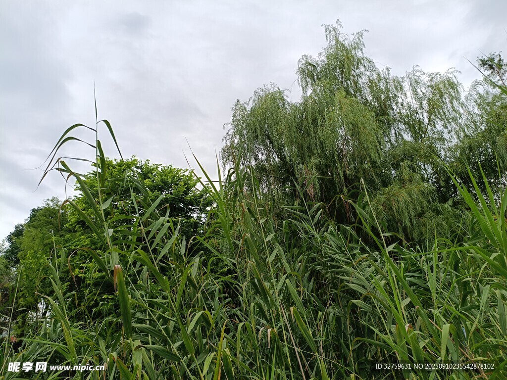 繁茂綠植 