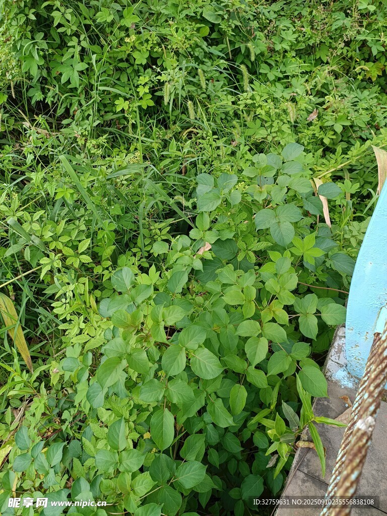 繁茂綠植