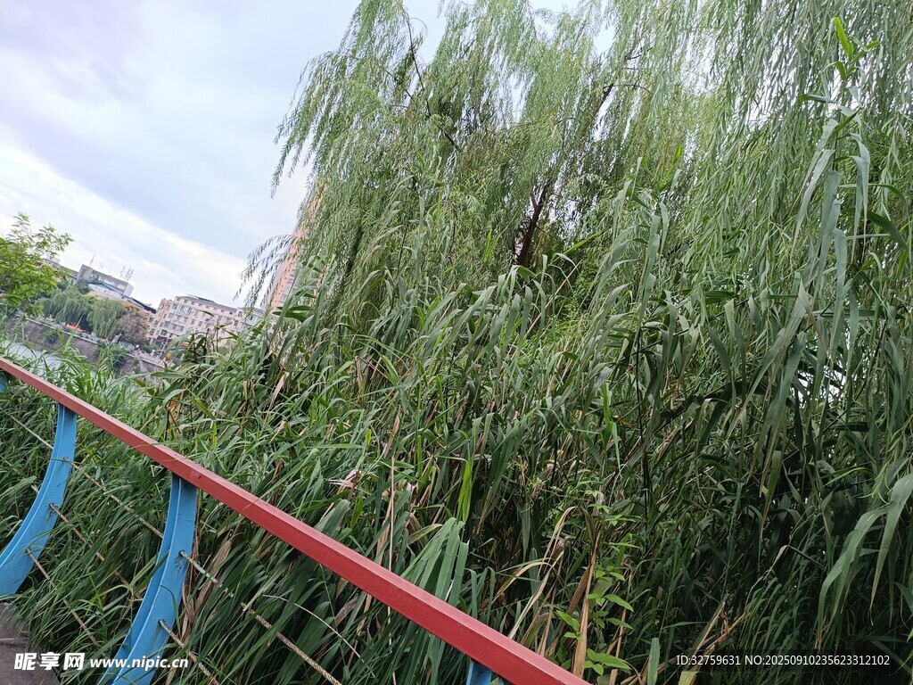 河邊垂柳與彩色欄桿景觀