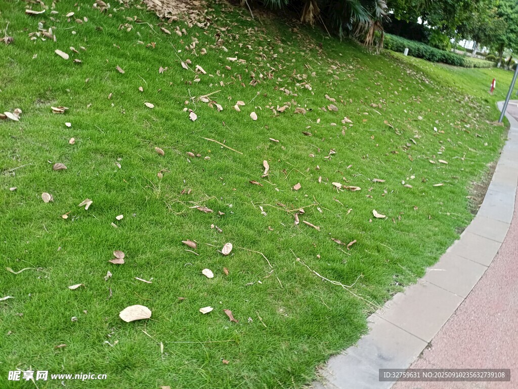 路邊綠草與散落的黃葉