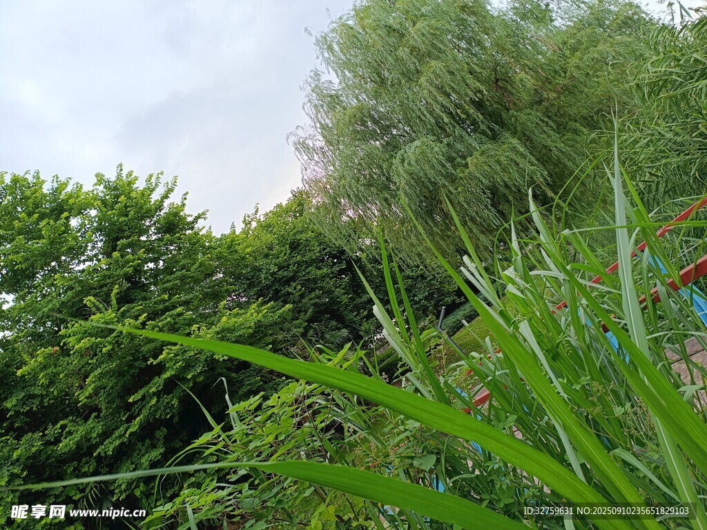 夏日蔥郁綠植景觀
