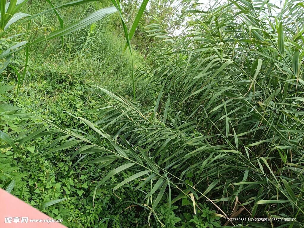 野外繁茂的綠色植物景觀