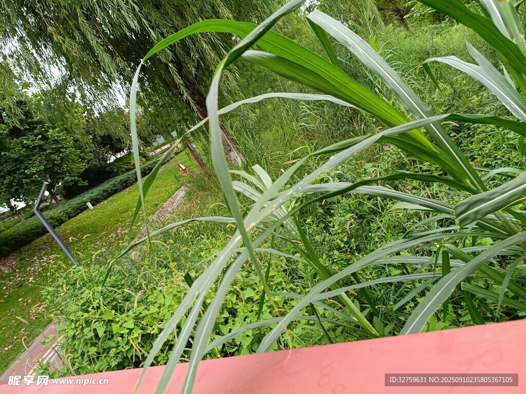 綠意盎然的戶外植物景觀