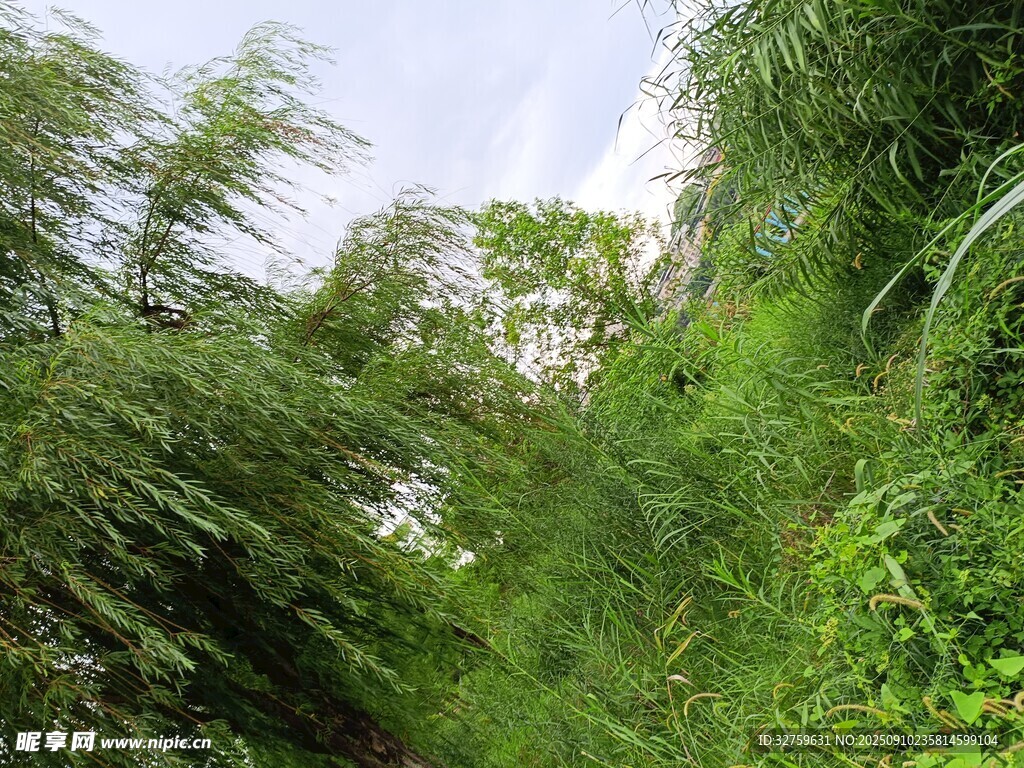 茂密綠植中的自然景致