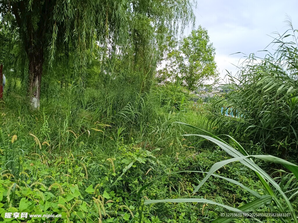 綠意盎然的自然植物景觀