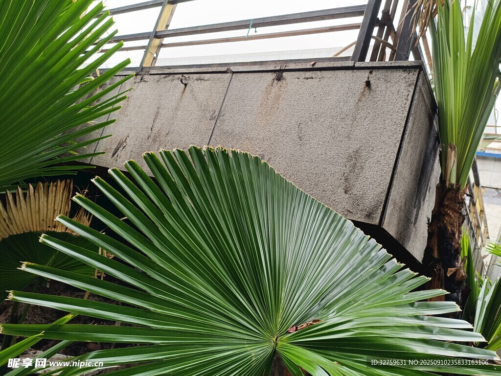 室內(nèi)大葉棕櫚植物景觀