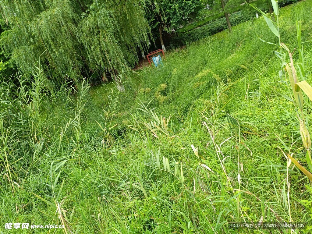 綠意盎然的草地與垂柳