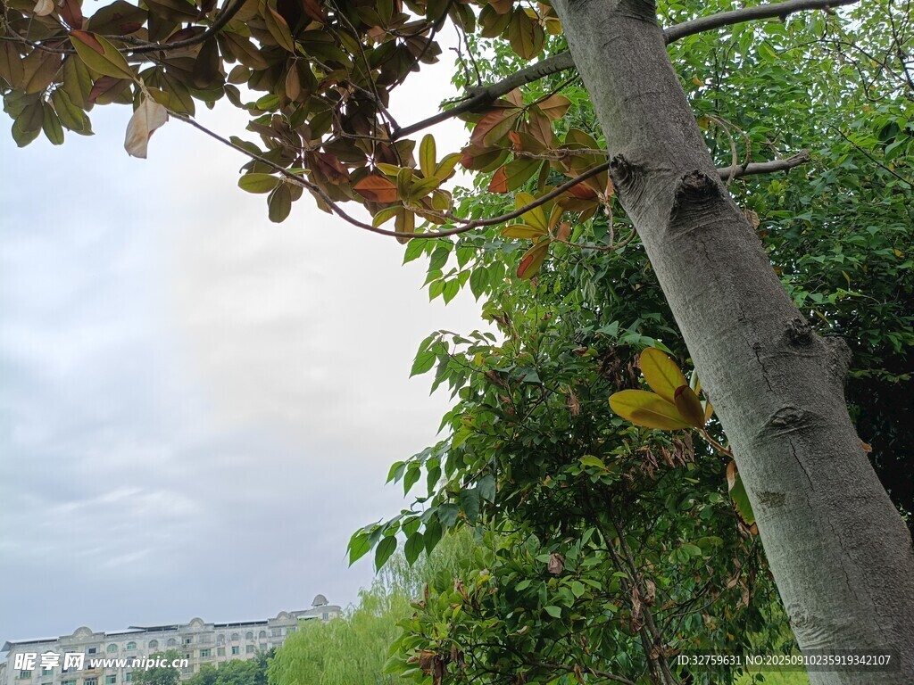 戶外綠樹景象