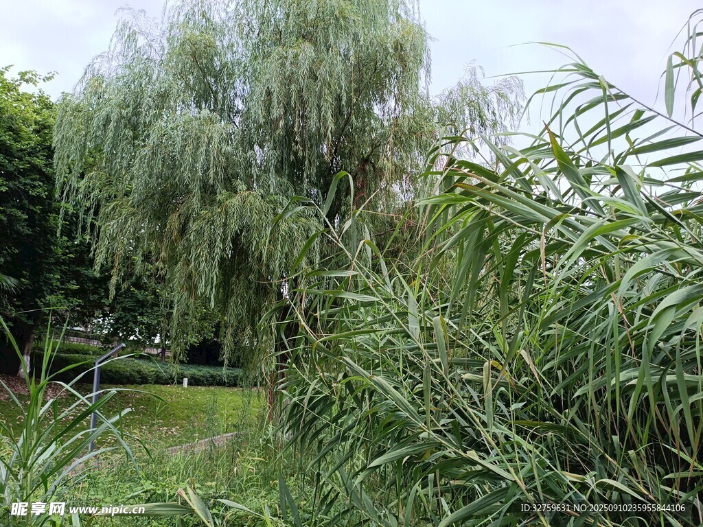 垂柳依依伴綠植