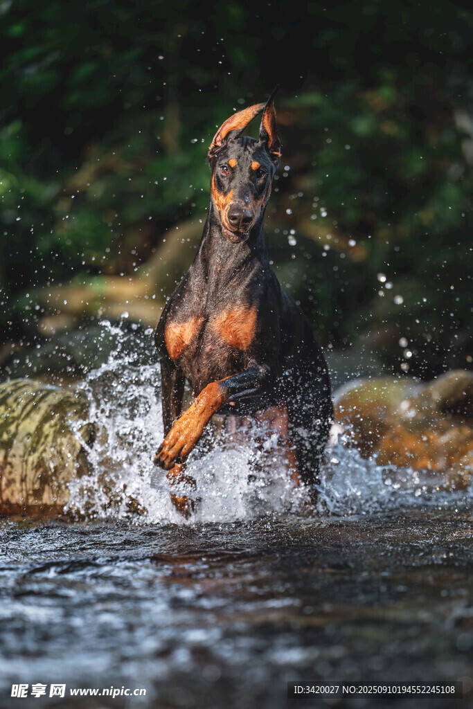 杜賓犬水中奔跑