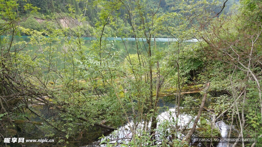 山間溪流旁的蔥郁景致