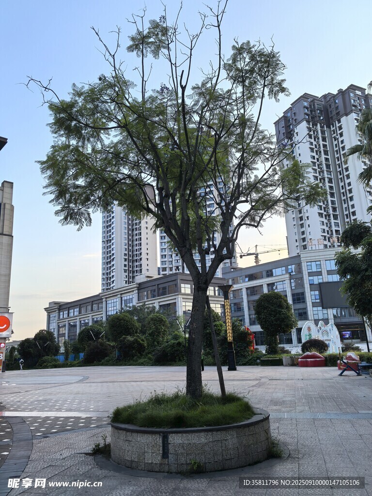 城市廣場(chǎng)中的獨(dú)立綠樹(shù)