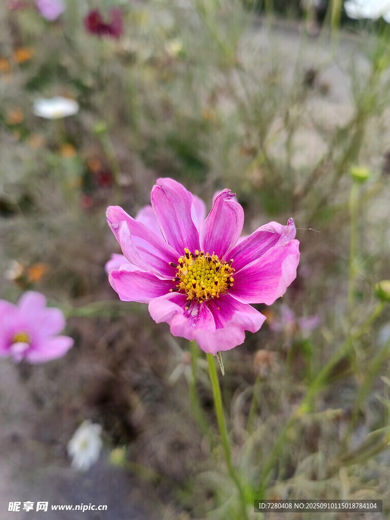 嬌艷綻放的粉色波斯菊