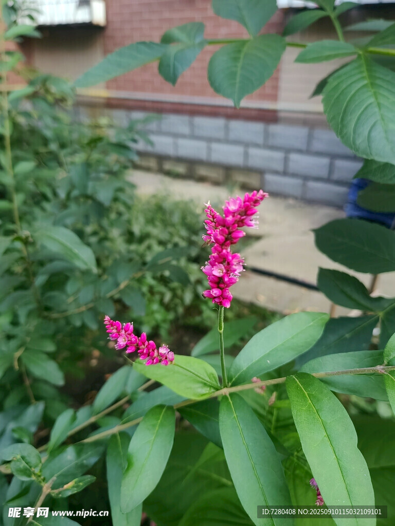 嬌艷粉色花卉綻放綠葉間