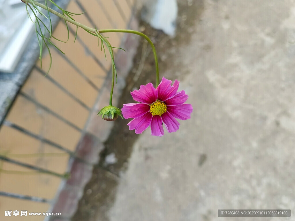 墻角綻放的艷麗小粉花