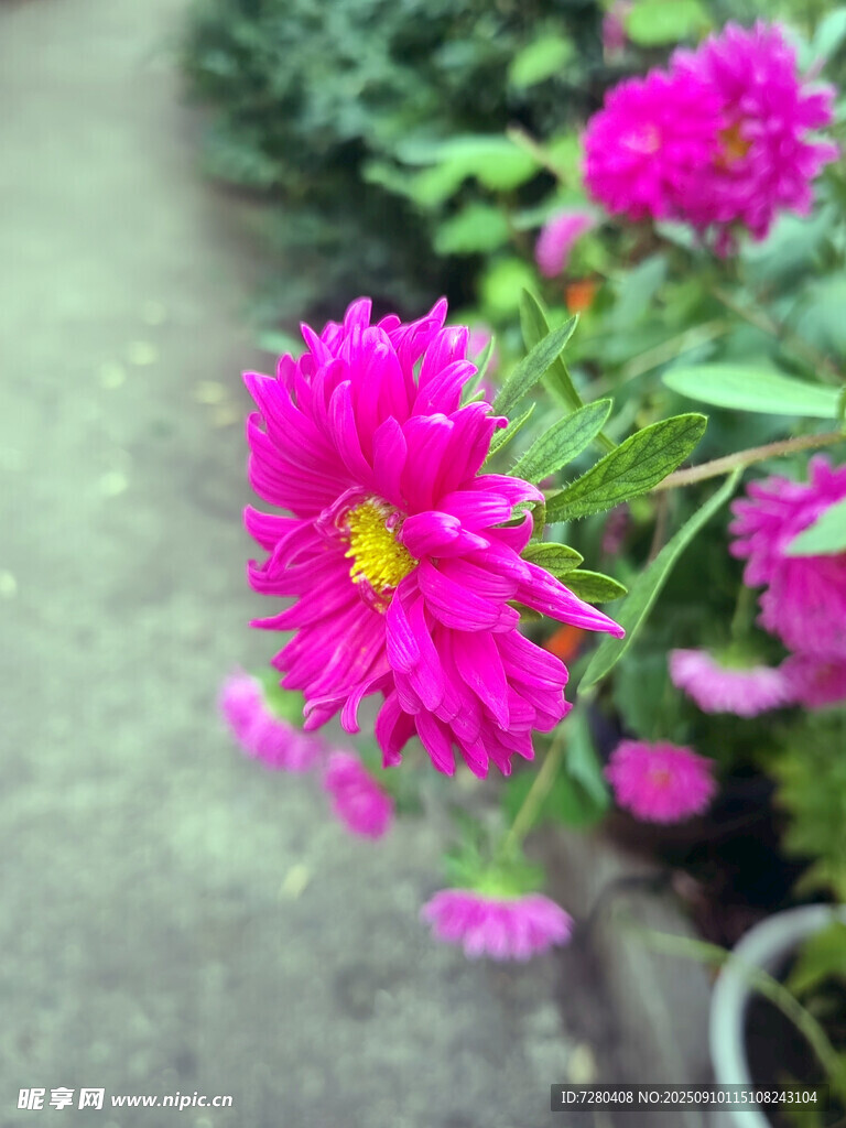 嬌艷綻放的粉色菊花