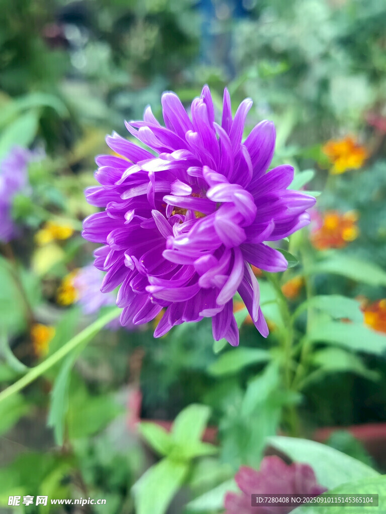 紫色菊花特寫