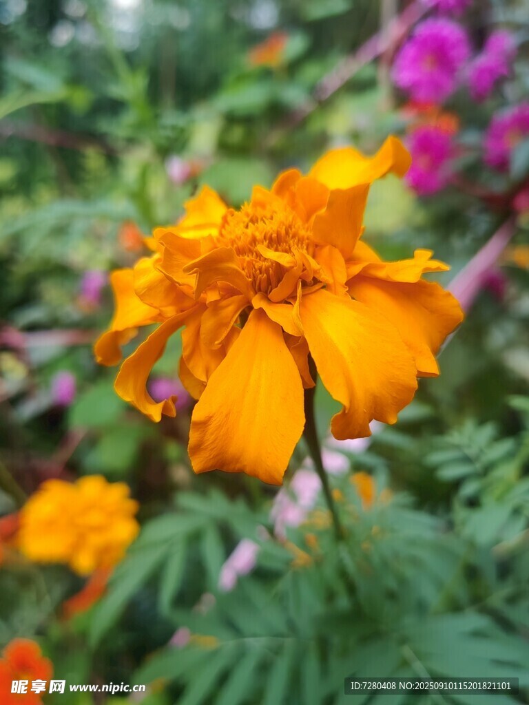 綻放的橙色萬壽菊