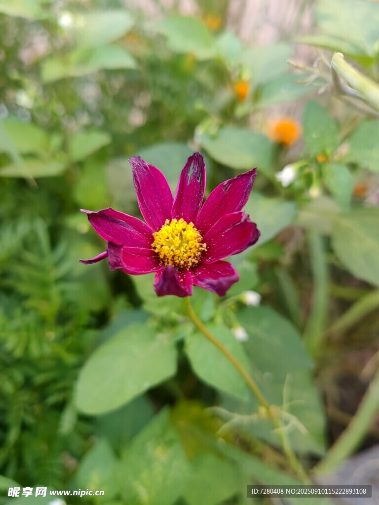 嬌艷玫紅花朵綻放綠葉間