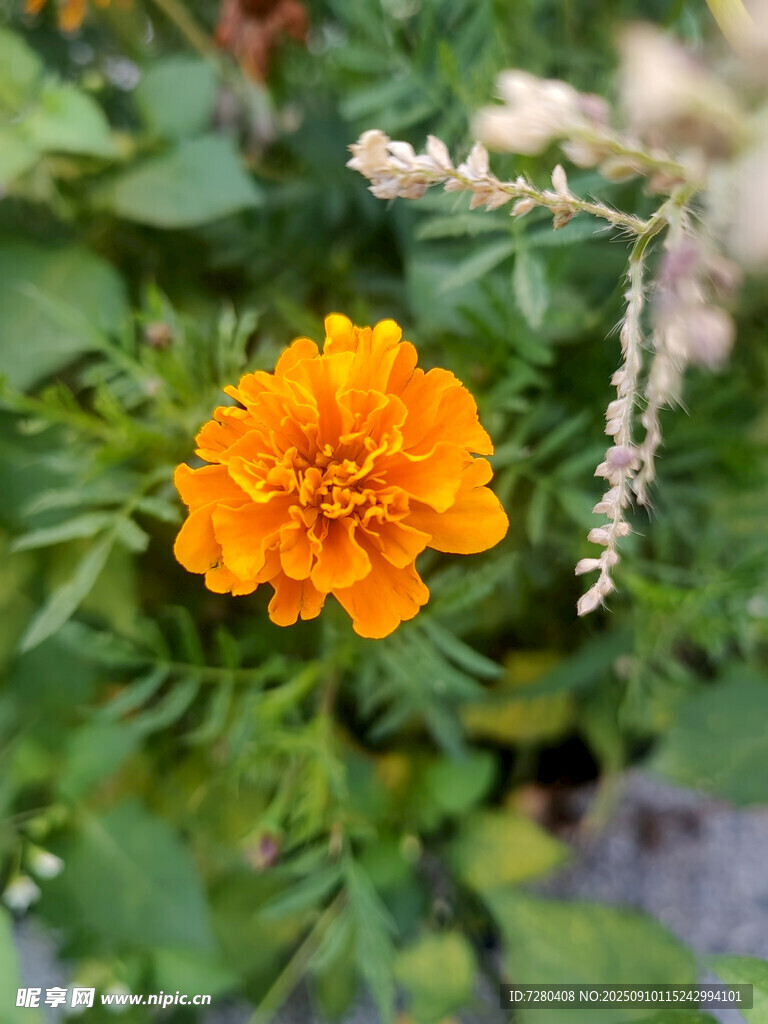橙色萬壽菊綻放于綠葉間