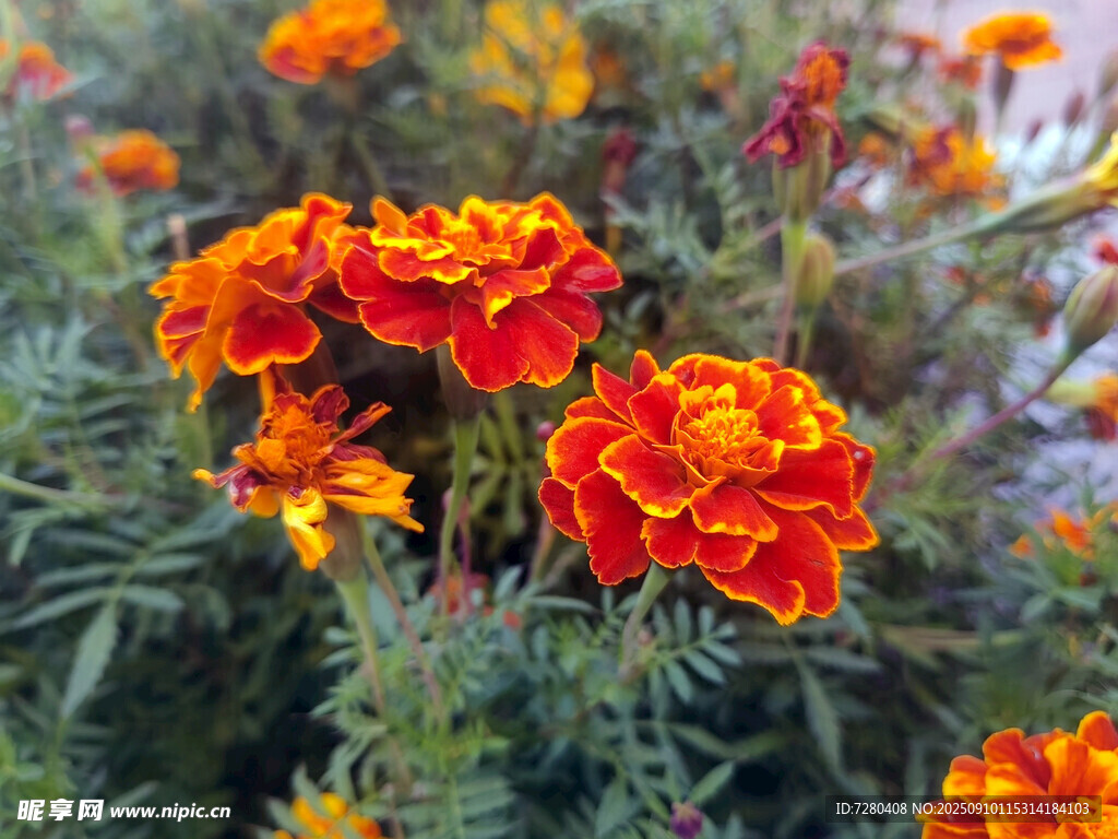 鮮艷萬壽菊綻放