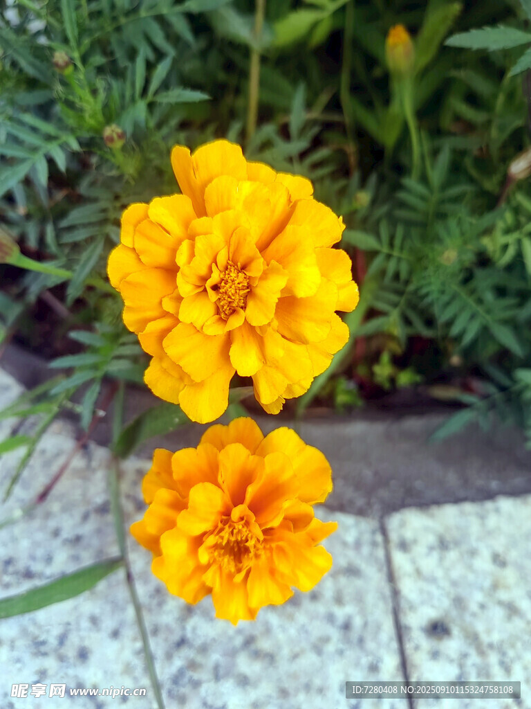 兩朵明艷的黃色萬壽菊