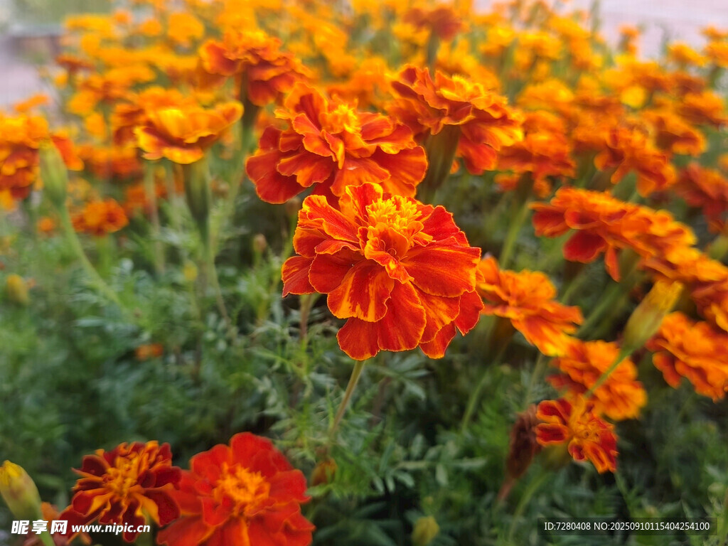 鮮艷橘色萬壽菊綻放