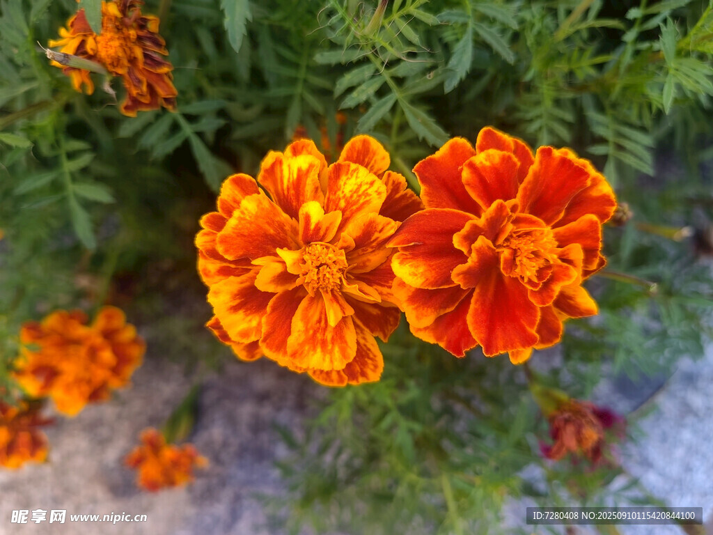 鮮艷萬壽菊綻放