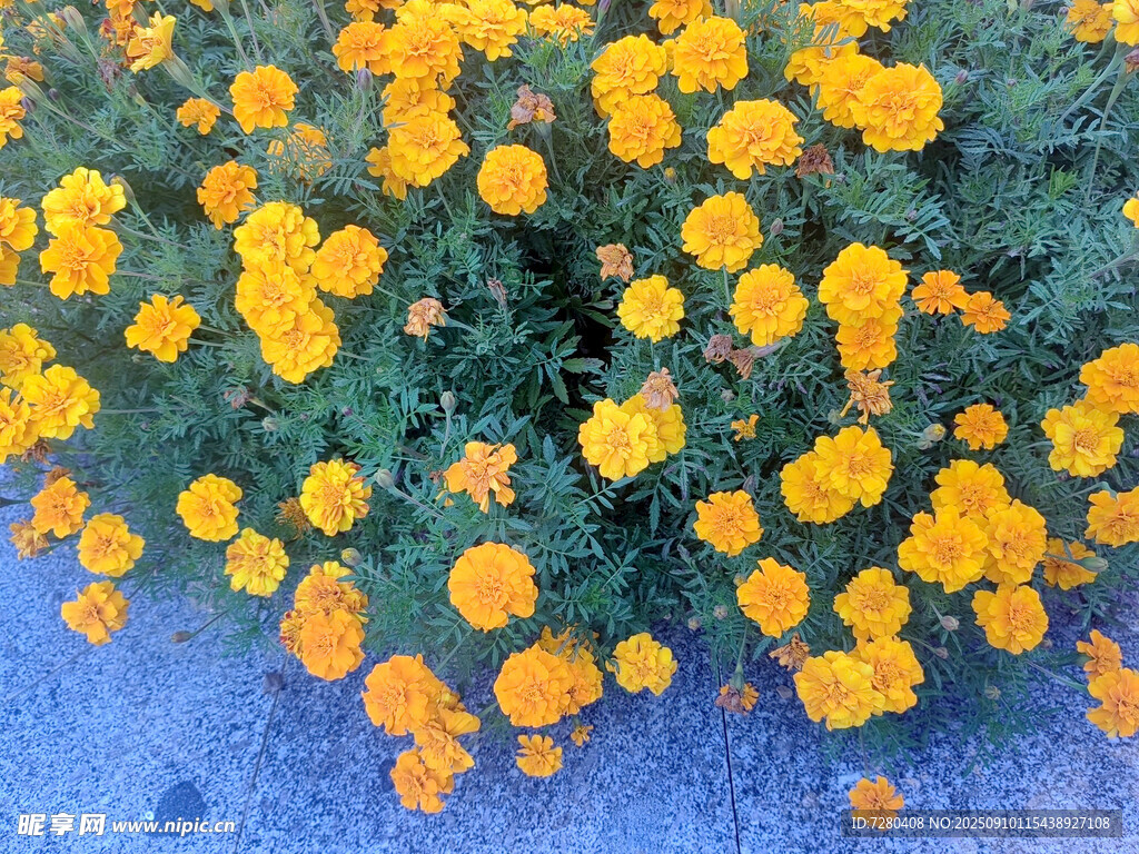 黃色小花簇?fù)淼拿利惥爸? />
                            </div>
                    </div>
                </div>



                <div   id=