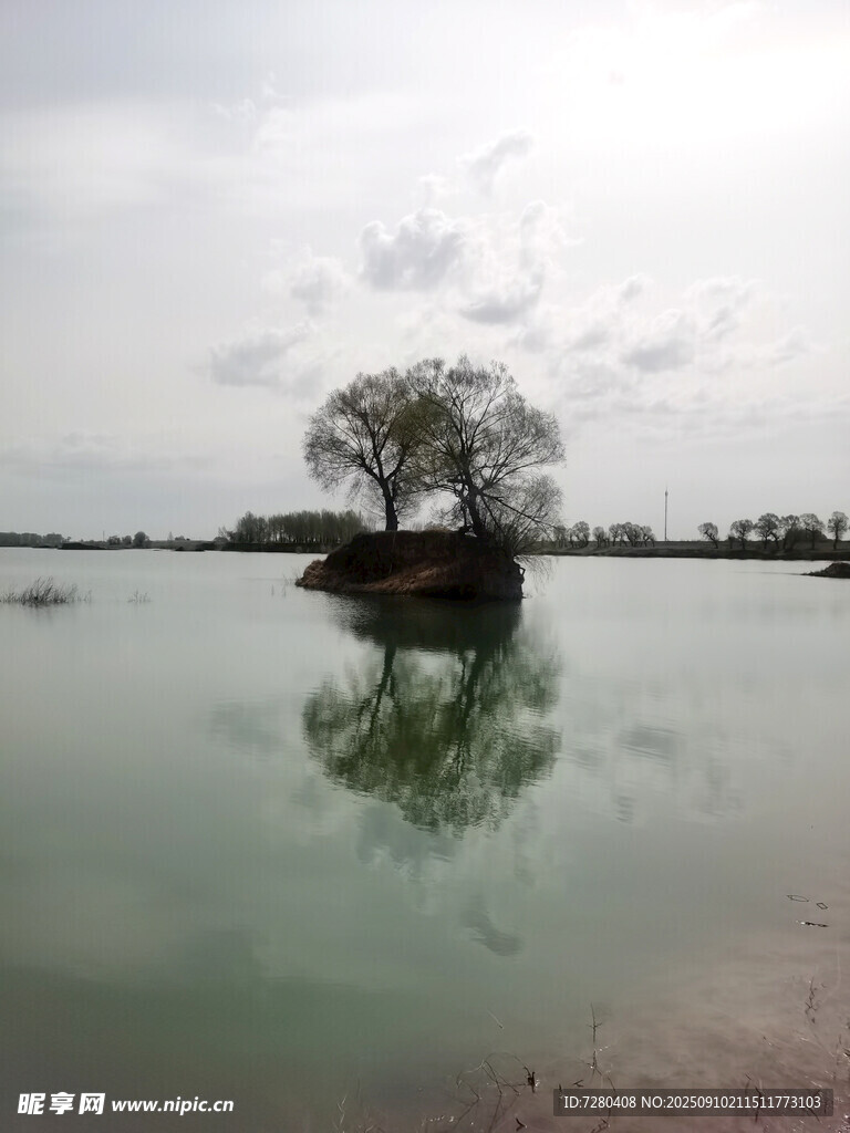 孤樹映于平靜湖面