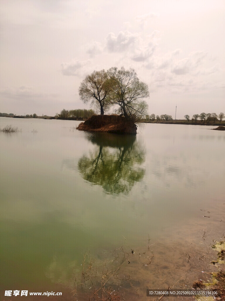 湖心孤樹倒影靜謐之景