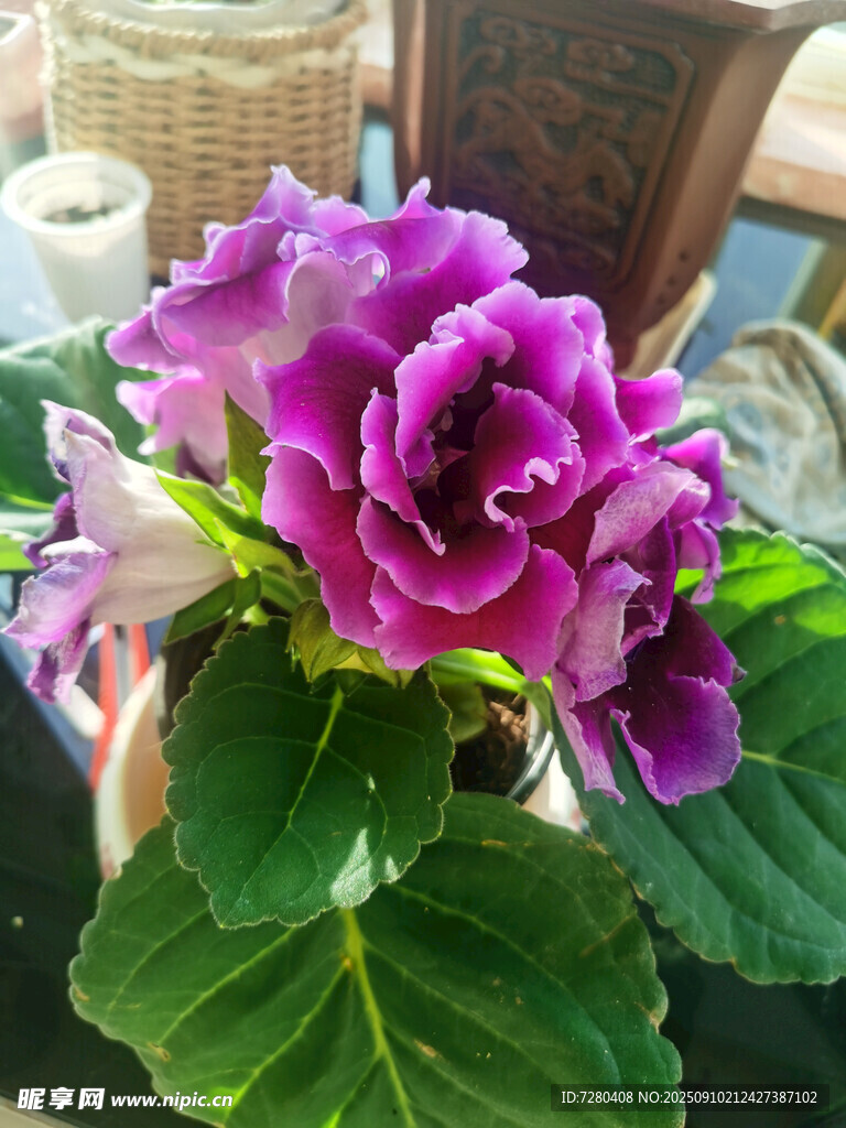 艷麗紫花綻放綠葉間