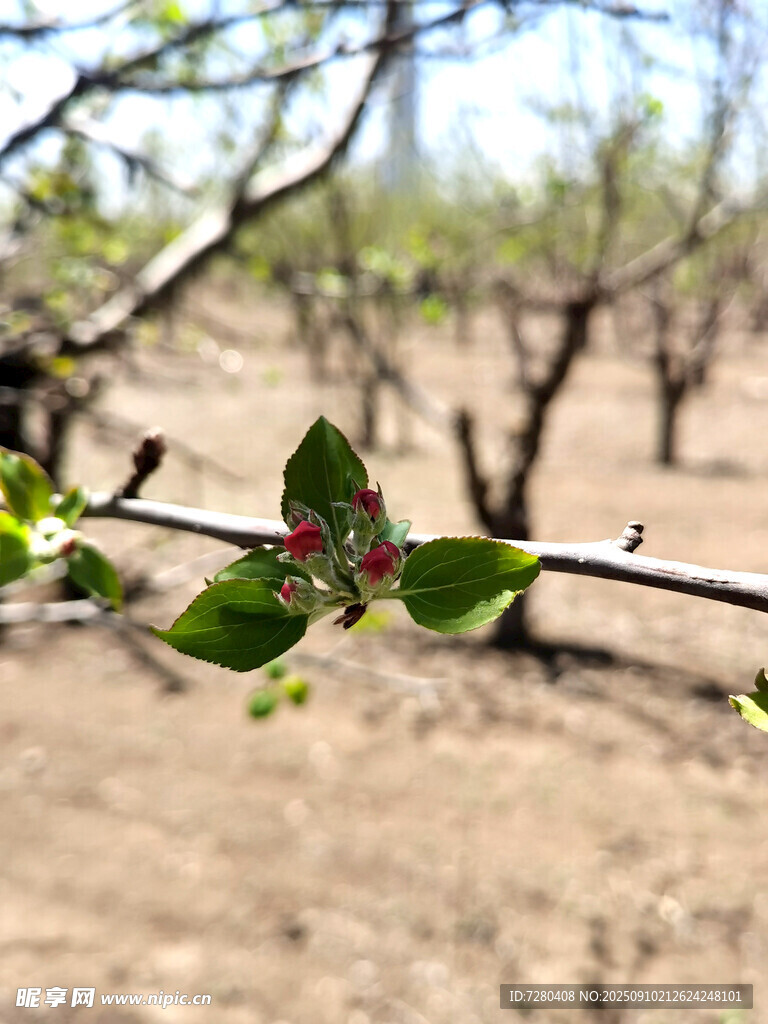 枝頭綠葉綻新花