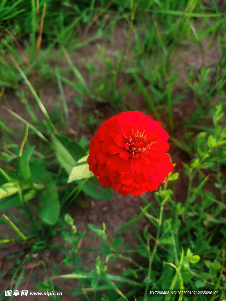 綠草中的艷麗紅花朵