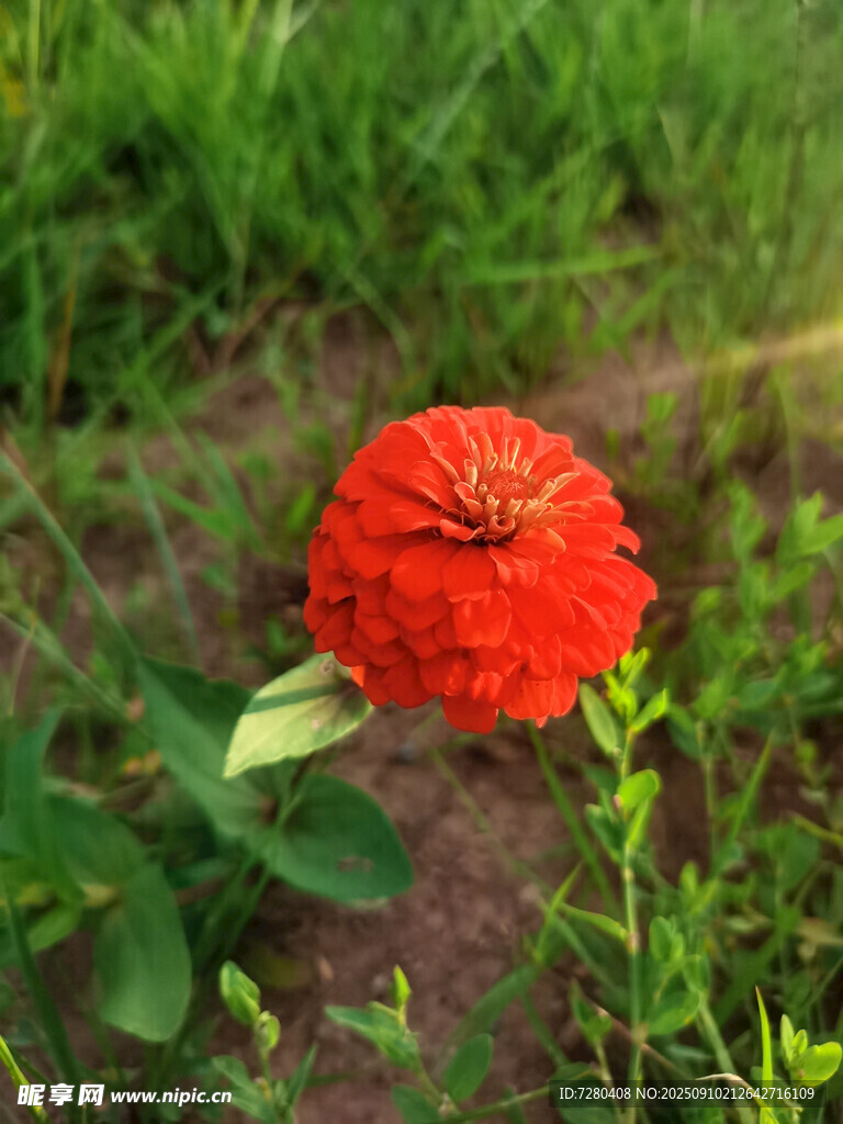 鮮艷紅花綻放于綠草間