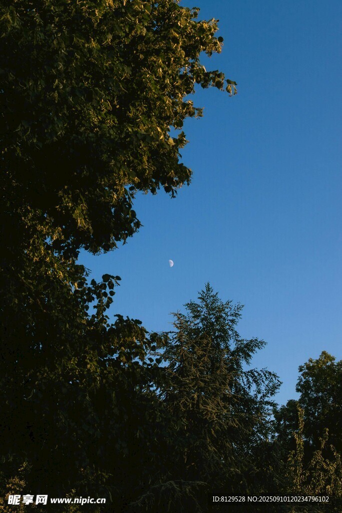藍天綠樹間的自然景致
