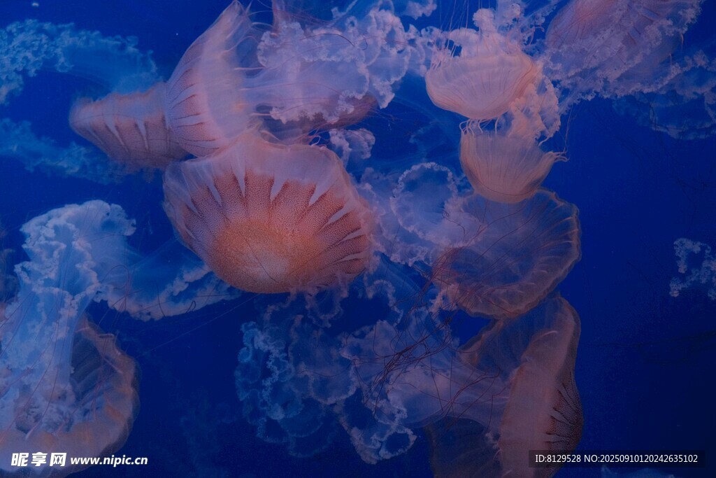 夢幻水母在深海中游動(dòng)
