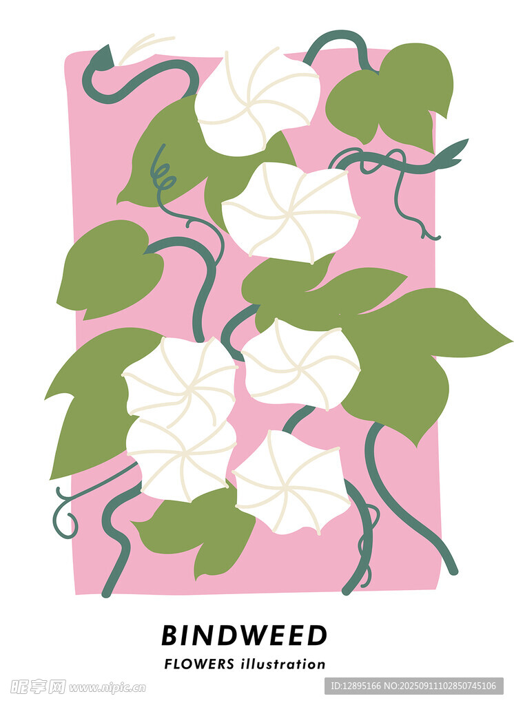 粉色背景的旋花插畫(huà)
