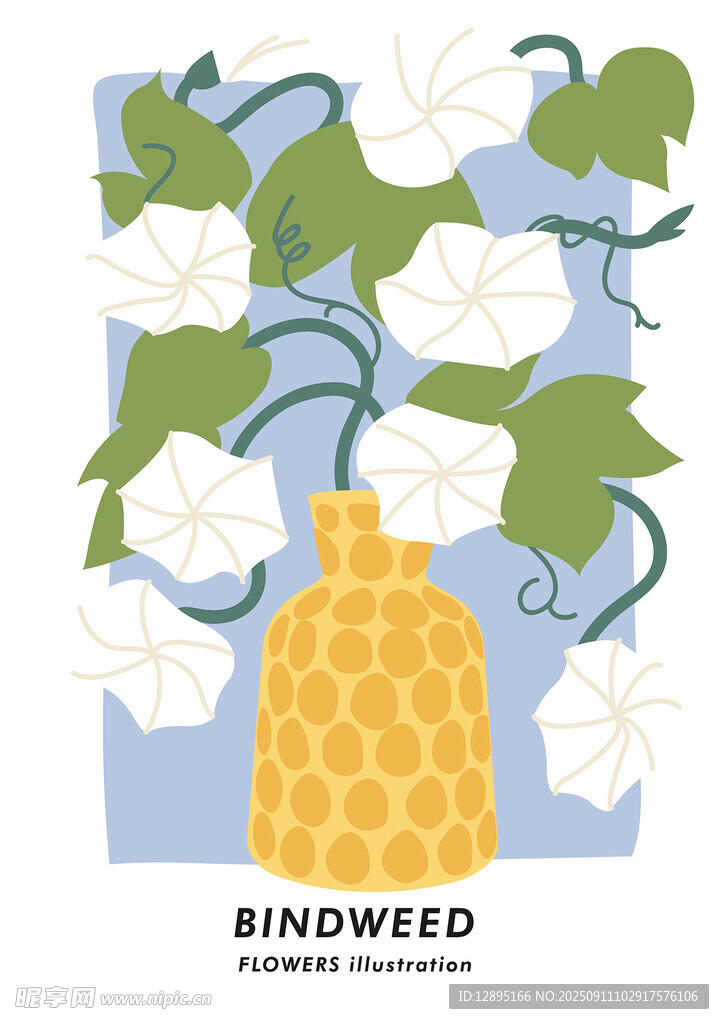 花瓶插著白色旋花插畫(huà)
