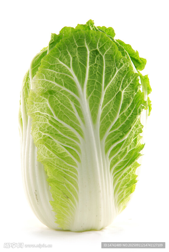新鮮大白菜
