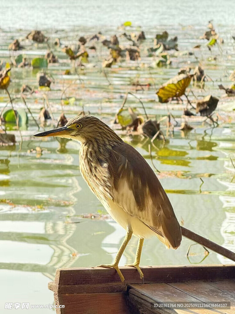 水邊靜立的鳥(niǎo)與水中雜物
