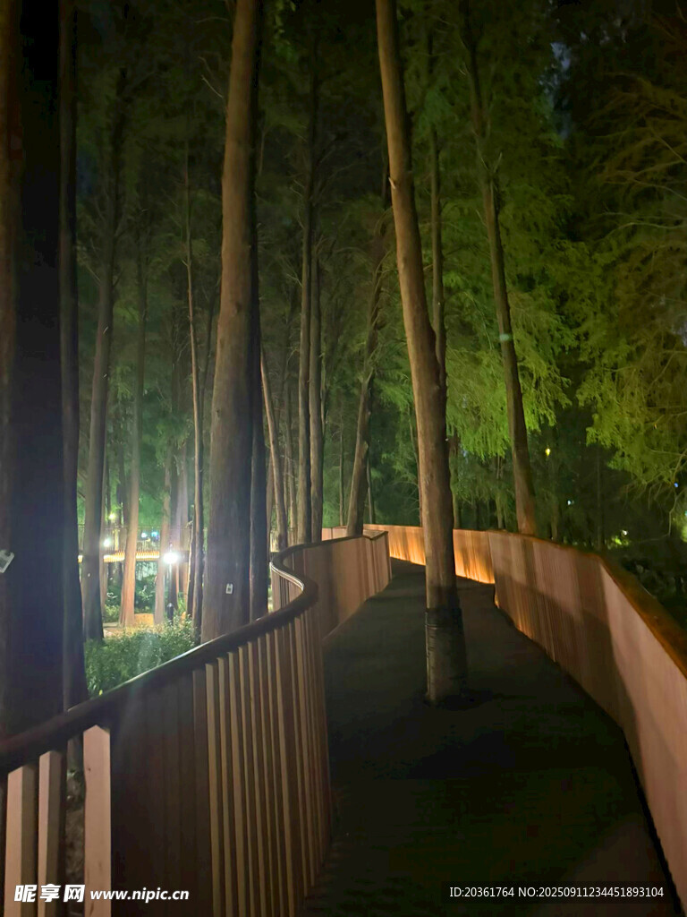 夜晚林間棧道的靜謐景致