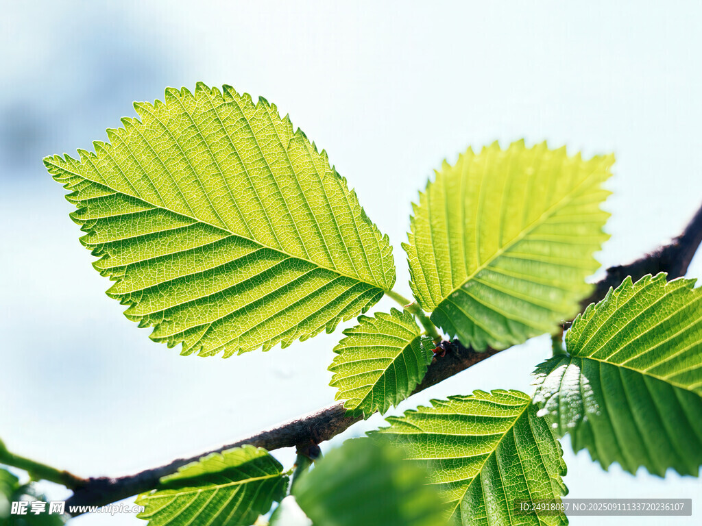 嫩綠葉片枝頭展