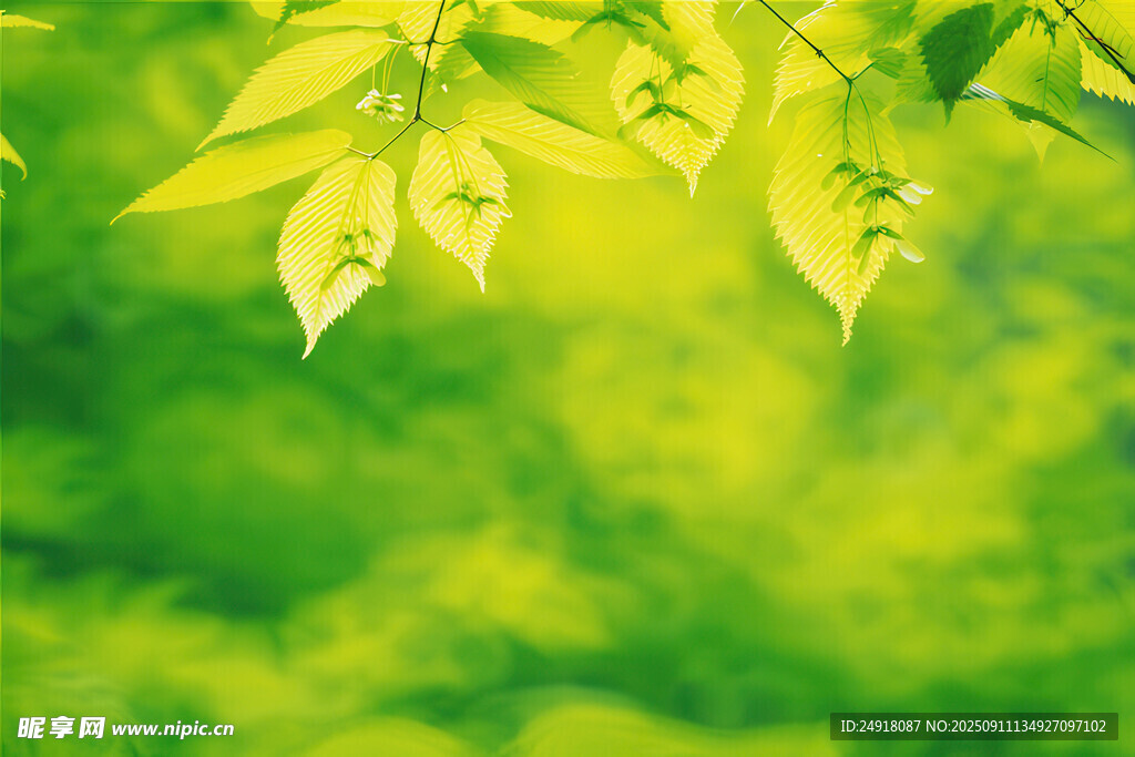嫩綠樹葉展現(xiàn)盎然生機(jī)