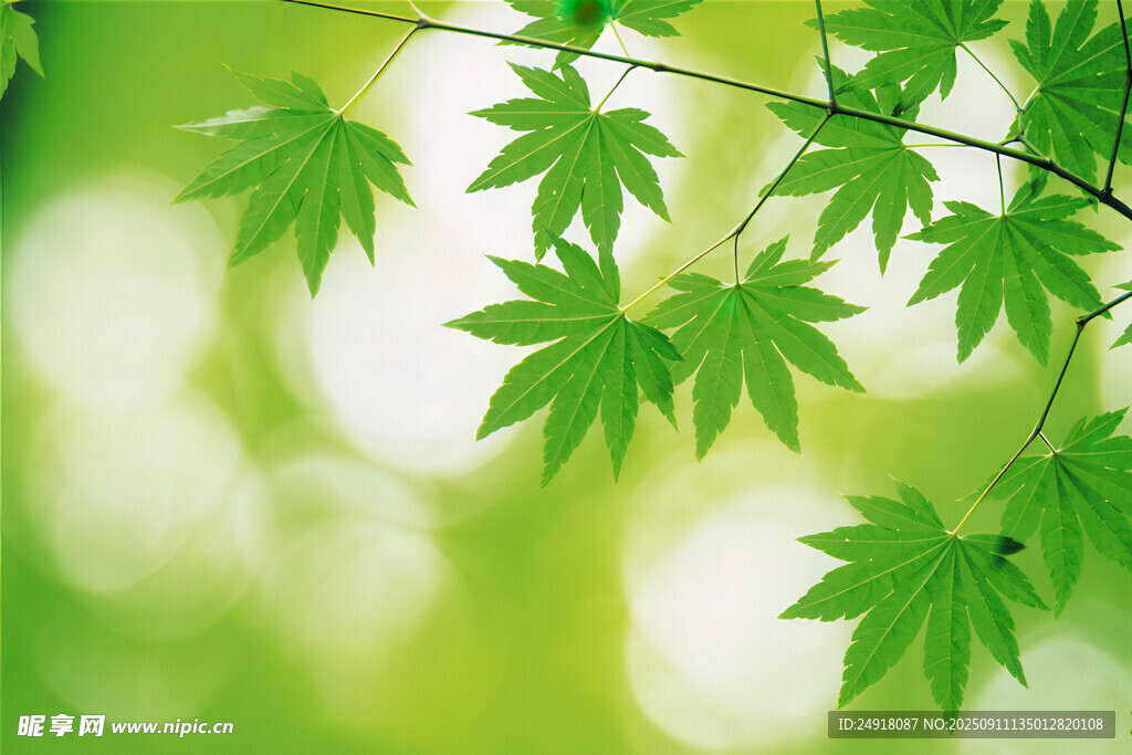 嫩綠楓葉枝 清新自然景