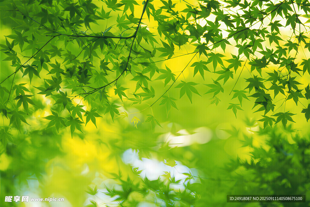 翠綠樹葉間的光影美景